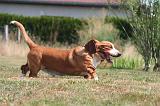 BASSET HOUND 220
